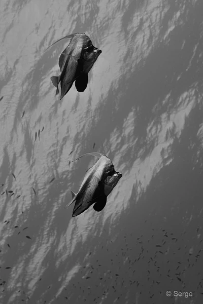 094 serge stage reserves australes octobre 2019 094 serge stage reserves australes octobre 2019