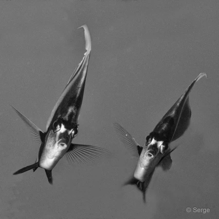 095 serge stage reserves australes octobre 2019 095 serge stage reserves australes octobre 2019