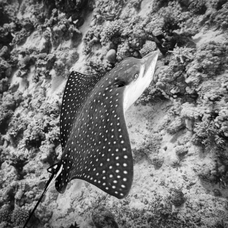 096 serge stage reserves australes octobre 2019 096 serge stage reserves australes octobre 2019