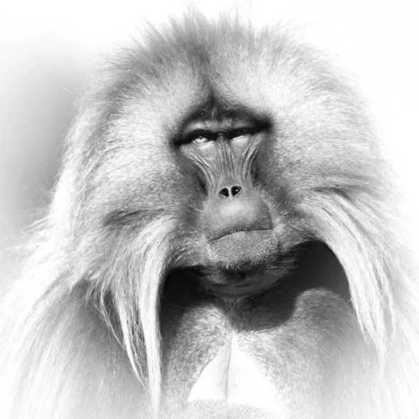 Mâle gelada en Ethiopie. Photo en noir et blanc. Mâle gelada en Ethiopie. Photo en noir et blanc.
