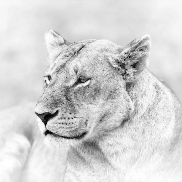 Lionne dans le Masaï Mar au Kenya. Photo en noir et blanc. Lionne dans le Masaï Mar au Kenya. Photo en noir et blanc.