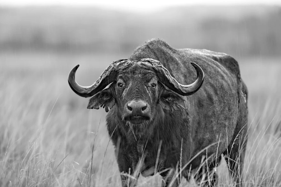 Buffle dans le Masaï Mar au Kenya. Photo en noir et blanc. Buffle dans le Masaï Mar au Kenya. Photo en noir et blanc.