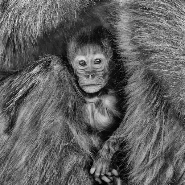 Jeune gelada blotti sur le ventre de sa mère en Ethiopie. Photo Jeune gelada blotti sur le ventre de sa mère en Ethiopie. Photo