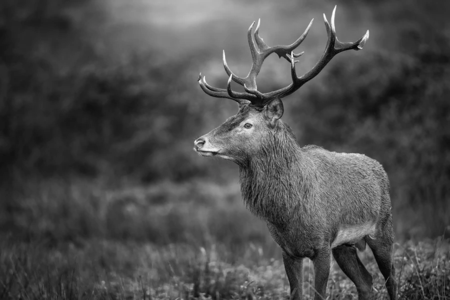 Cerf élaphe (cerf rouge) en bois sec dans une prairie pendant l Cerf élaphe (cerf rouge) en bois sec dans une prairie pendant l