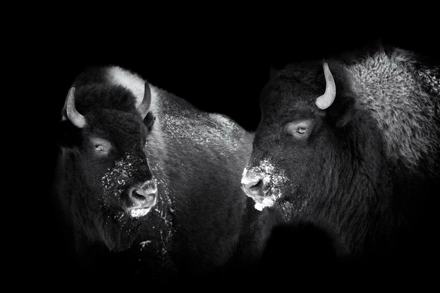 11 signature noir et blanc amar guillen 11 signature noir et blanc amar guillen
