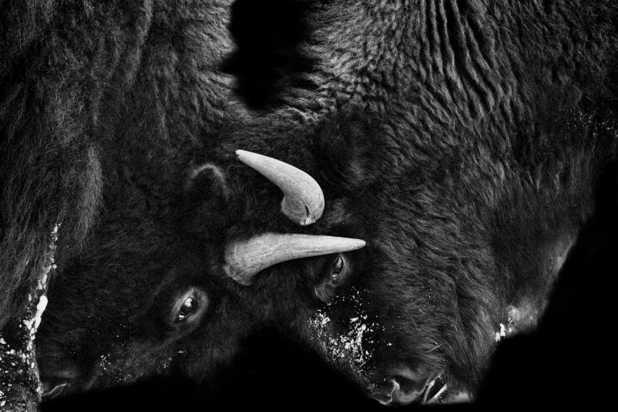 12 signature noir et blanc amar guillen 12 signature noir et blanc amar guillen