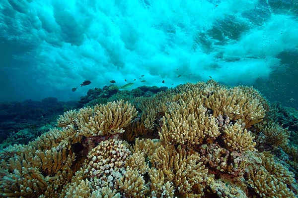 5 Tips to Improve Your Narrative Photos and Their Impact Example of an underwater narrative photo taken in the Red Sea off Egypt. Photo in colour by Amar Guillen.