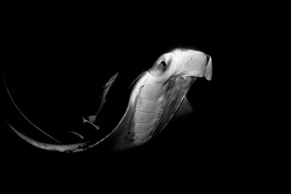 Why and How Judging a Photograph Subjectively Photograph in black and white of a manta ray in Maldives during a night dive. Photograph by Amar Guillen, photographer artist.