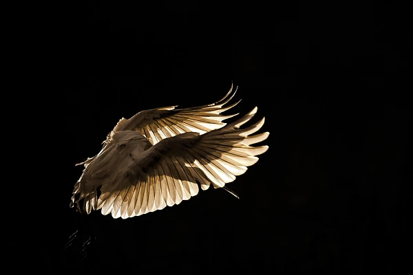 How Increasing Your Confidence in Your Photos Spoonbill in backlight photographed in La Dombes from a floating blind. Photograph by par Amar Guillen, photographer artist.