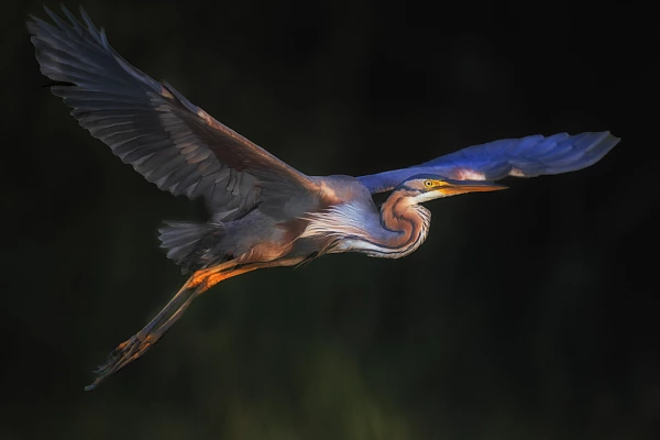 Stage de photo animalière en affûts flottants en Dombes le 2 mai 2026 Héron pourpré au dessus d'un étang de la Dombes.