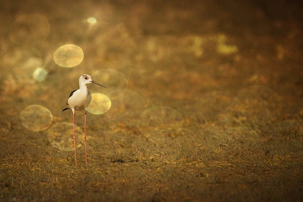 Why and How Using Negative and Positive Spaces to Judge Fine Art Photos A black-winged stilt in Danube Delta in Romania. Fine art Photograph.