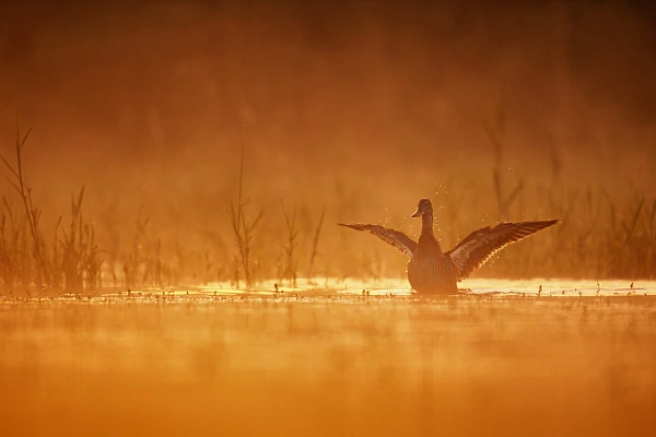 Photos d'art animalières : « Oiseaux de la Dombes » en France Canard s'ébrouant sur un étang de la Dombes au lever de soleil. Photographie en couleur par Amar Guillen, artiste photographe.