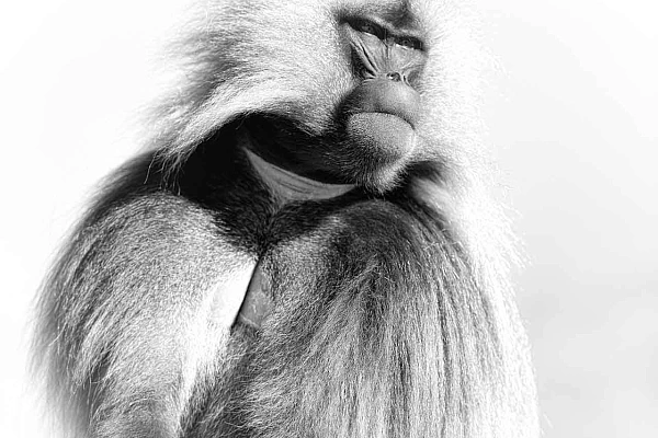 Portfolio animalier en noir et blanc Portfolio animalier en noir et blanc de Amar Guillen, photographe.