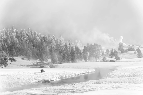 Social Networks Are Reinventing the Way We Photograph Black and white environmental wildlife photo of a bison in the snow in Yellowstone National Park in Wyoming, USA.