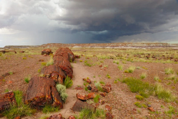 Petrified Forest, Arizona State, USA Landscapes of Petrified Forest. Photographs by Amar Guillen.