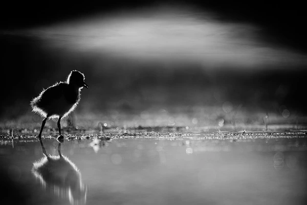 21 Essential Tips to Improve Your Photos and Make Them Interesting A wildlife photograph of a northen lapwing chick in La Dombes in France. The photograph has been taken in backlight. Photograph in black and white.