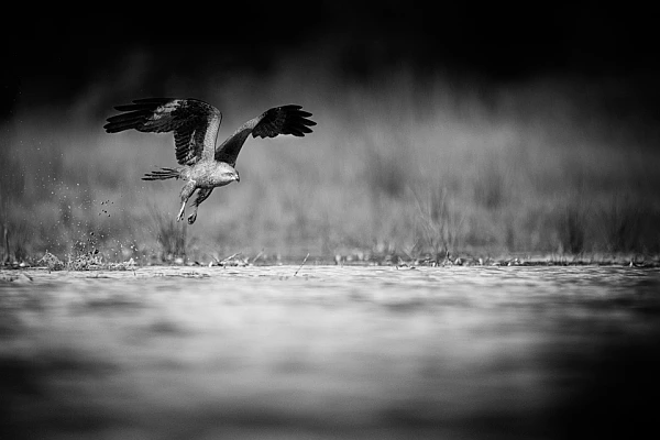 Define Your Photographic Approach to Create Interesting Photos Black kite flying over a pond in La Dombes in France. Photograph by Amar Guillen in black and white.