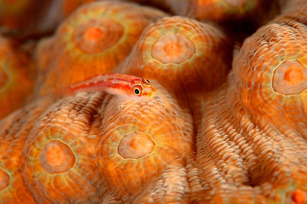 Being a Storyteller Is a Quality for a Good Photographer Photograph in color of a goby on a colony of coral in the Red Sea.