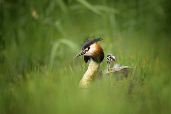 Stage de photo animalière en affûts flottants en Dombes le 20 juin 2026 Grèbe huppé dans une roselière portant son pousson sur le dos.