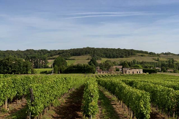 Knowing How to Prepare a Photo Project is a Must for a Photographer Some pictures requires to know how to prepare compositions and  frames like this vineyard.