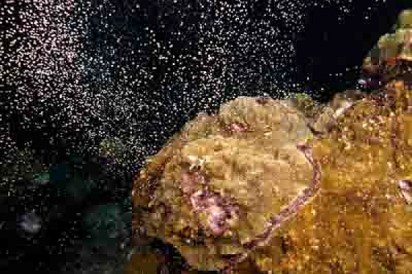 Coral Spawning in the Gulf of Mexico, off Texas Coast The coral spawning in the Gulf of Mexico in United States. Photographs by Amar Guillen.