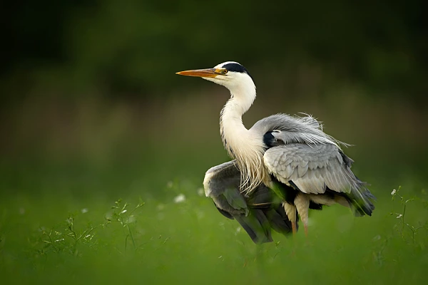 5 Steps to Create Interesting Photos To create this photo of a gray heron in this environment, we waited for hours.