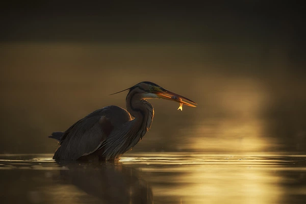 Stage de photo animalière en affûts flottants en Dombes le 16 mai 2026 Héron pourpré pêchant une carpe dans un étang de la Dombes.