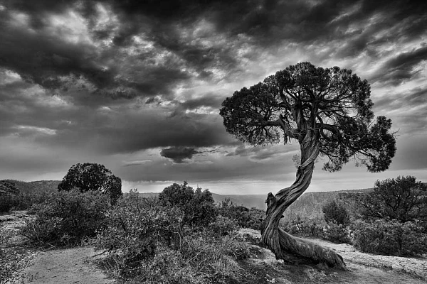 Defining Your Photographic Testament to Refine and Strengthen Your Photographic Approach This photograph in black and white of a tree on the heights of the Black Canyon in Colorado will be a part of my photographic testament.