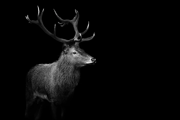 5 Reasons to Define your Photographic Statement and Become Identifiable Un exemple de mon style 'Back to Black'. Cerf élaphe pendant le brame du cerf. Ce style s'intègre totalement dans ma démarche photographique. Photo en noir et blanc par Amar Guillen.