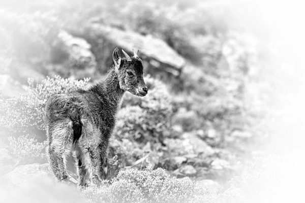 Tips to Understand a Figurative Photo and an Abstract Photo Photograph of a young ibex in Ethiopia in black and white. Photograph by Amar Guillen, photographer artist.