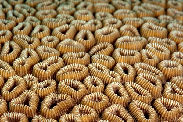 Gradation and Rhythm: 2 Principles of Art that Help Your Photos Stand Apart Photo of a colony of coral in Maldives to illustrate the 6th principle of art: the rythm. Photo by Amar Guillen.