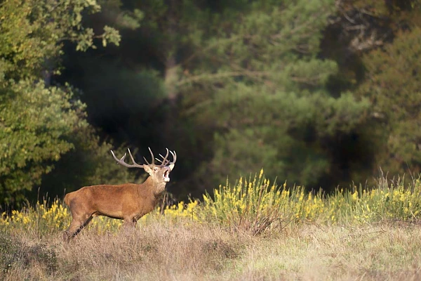 Stage photo brame du cerf - 26 octobre 2026 Cerf en train de bramer dans une prairie en Charente-Maritime.