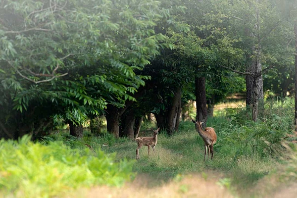 Evaluating the Potential of a Photo A doe and her fawn in a wood. Photo in color by Amar Guillen.
