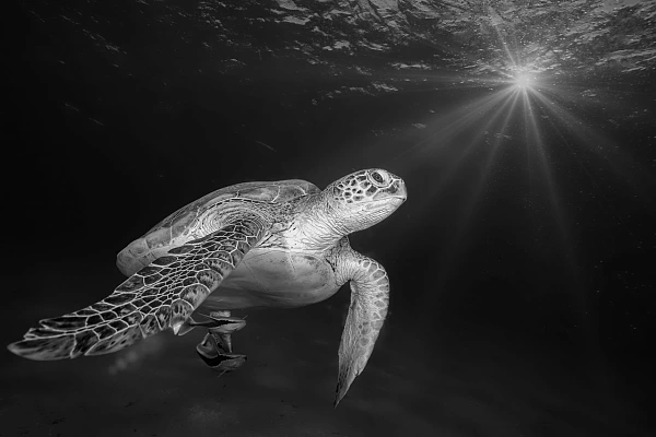5 Rules to Judge a Photo Subjectively Turtle swimming in the Red Sea in black and white. Photograph by Amar Guillen, photographer artist.