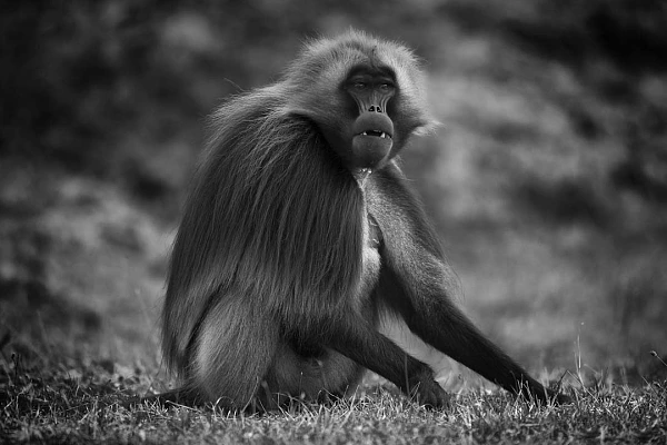 Emotions Are a Source of Inspiration for Your Photos For this collection of art pictures devoted to monkeys, I worked for 3 years in remote areas.