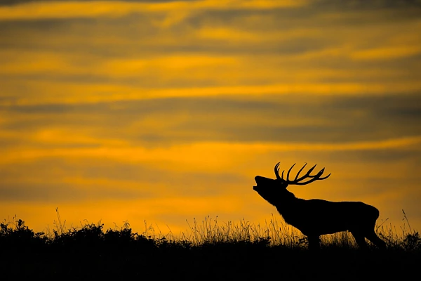 3 Fundamental Errors to Avoid in Photography Red Deer Stag Bugling in France in October. Photograph by Amar Guillen, artist photographer.