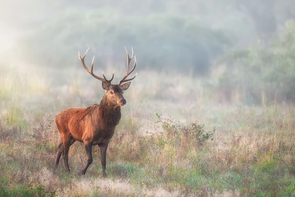 Using the 8 Principles of Art to Create Photos A red deer stag in a clearing during the bellowing. This photo is harmonious. It respects the first principle of the art.