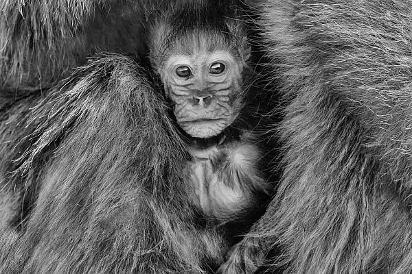 How to Use Texture and Space in Artistic Photos Example of the use of textures in a photo. A young gelada sheltered in its mother's fur