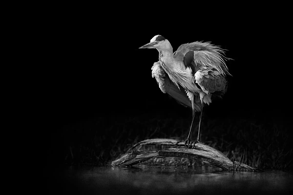 Why and How: Defining Your Photographic Statement to Improve Your Photos An example of photographic signature. A grey heron snorting on a branch in a pond of La Dombes. Photo in black and white by Amar Guillen.