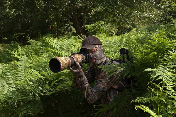 Stages de photo animalière en milieux naturels pour tous les niveaux de photographes Un photographe à l'affût dans des fougères pendant l'un de nos stages consacré au brame du cerf.
