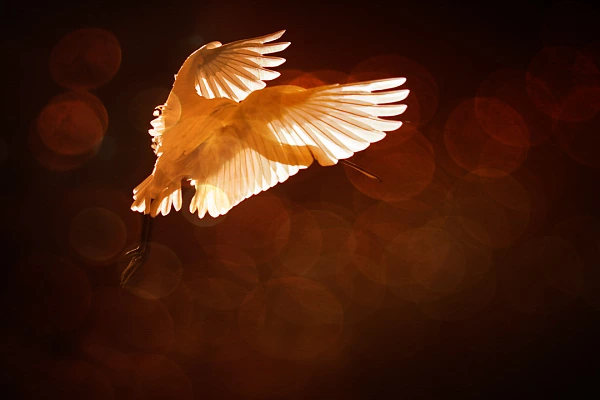 Portfolio animalier en couleur Portfolio animalier en couleur de Amar Guillen, photographe.