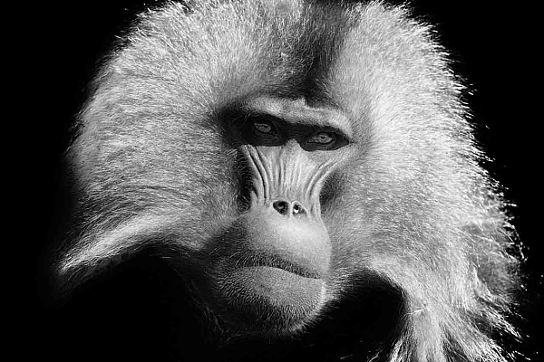 4 Tips to Help You Define Your Photographic Statement and Pursue Efficiency A gelada male photographed in Ethiopia with my 'Back to Black' style. Photo in black and white by Amar Guillen.