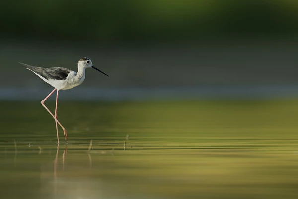 Stage de photo animalière en affûts flottants en Dombes le 30 mai 2026 Une échasse blanche marchant dans une vasière d'un étang de la Dombes.