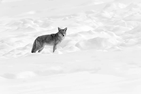 Six Tips for Managing the Criticism of Your Photos Well Coyote in the snow in Yellowstone in winter.. Photograph in color by Amar Guillen, artist photographer.