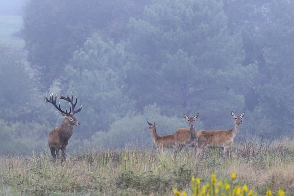 Stage photo brame du cerf - 26 Septembre 2026 Cerf avec sa harde de biches pendant le brame du cerf dans une prairie de la Charente-Maritime.