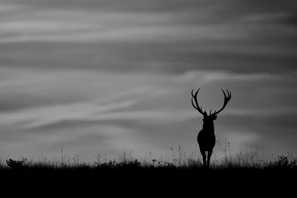 Processing a Fine Art Photo Is Not an Act of Cheating This black and white photograph of a deer has been developed to provoke questioning.