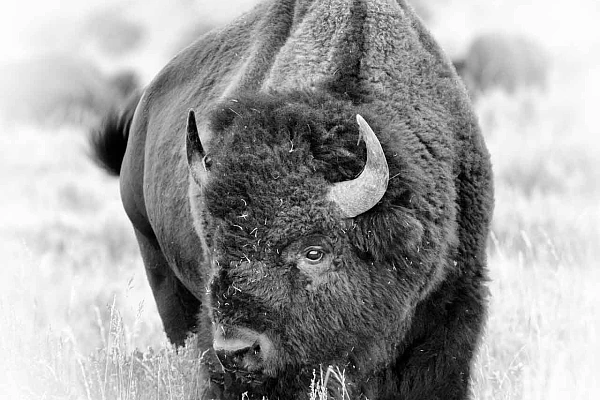Why: Artistic Photography is Subjective CThis artistic photograph of a buffalo is subjective because the choice of the attitude, the composition, the framing.