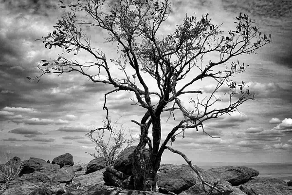 Why It Is So Difficult to Judge a Fine Art Photograph Photographie artistique d'un arbre au Kenya.