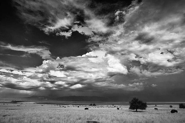 Why and How: Judging a Photograph Black and white photograph of a landscape of Antelope Island in the state of Utah in the United States.