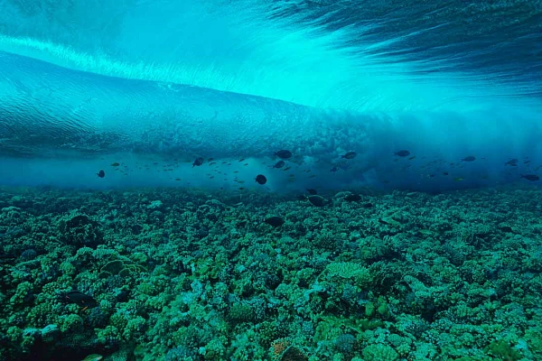 2 Methods for Judging a Photo A good underwater photograph that respects our 10 criteria.